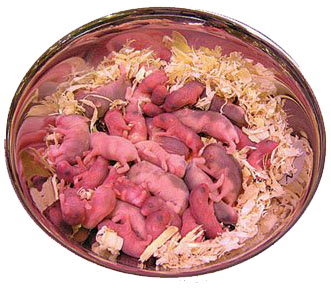 bayi: Bayi Hamster Baru Lahir