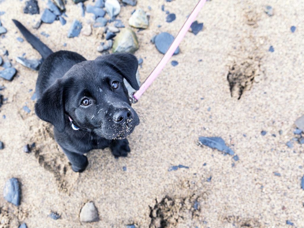 What Happens if My Dog Eats Sand?