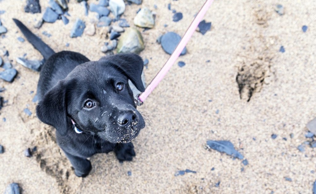 What Happens if My Dog Eats Sand?