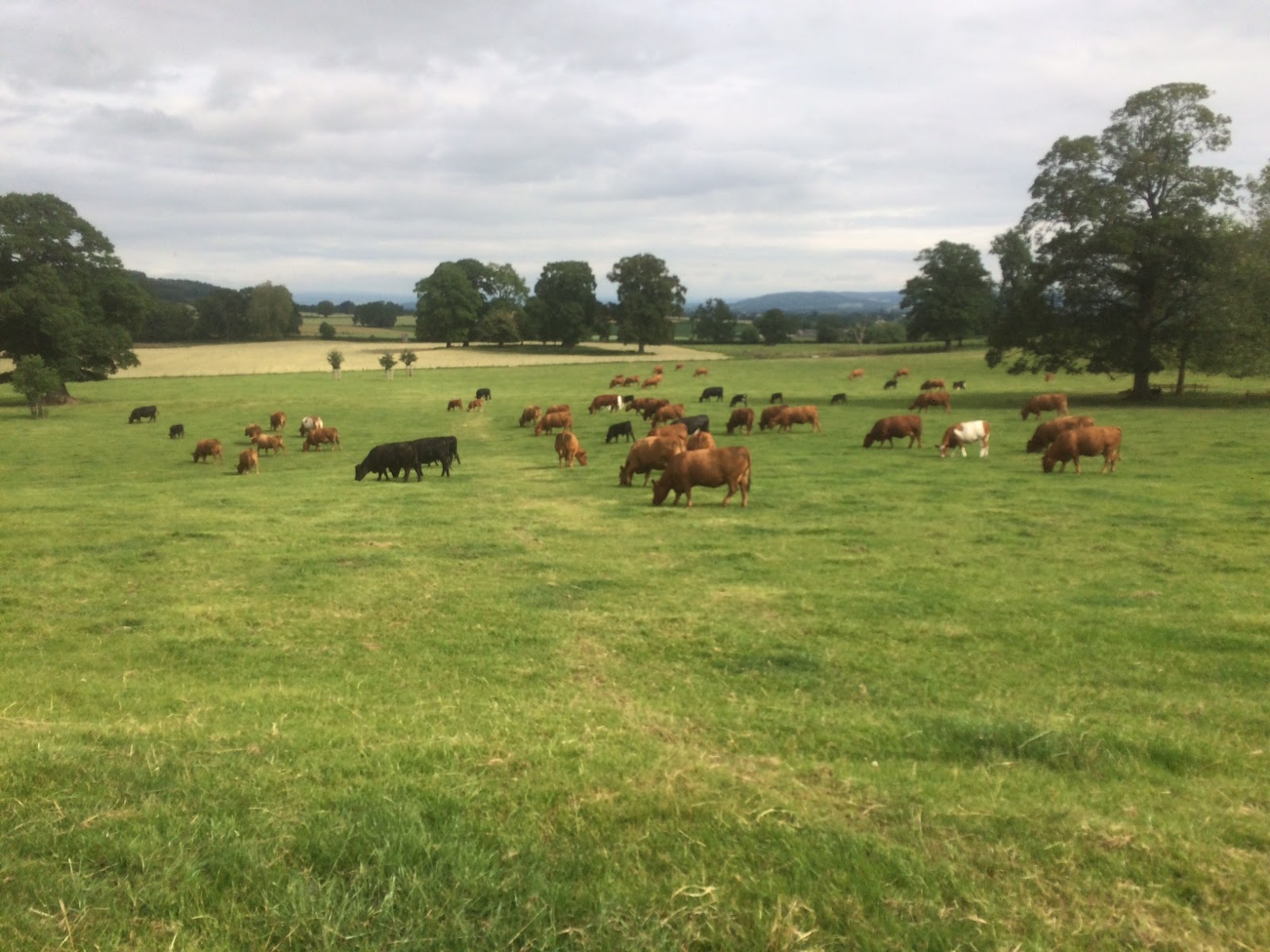 Milkweed Teasel June S Work