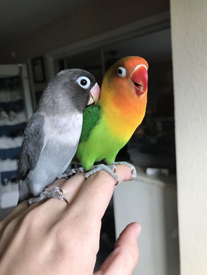Training and Handling African Love Birds