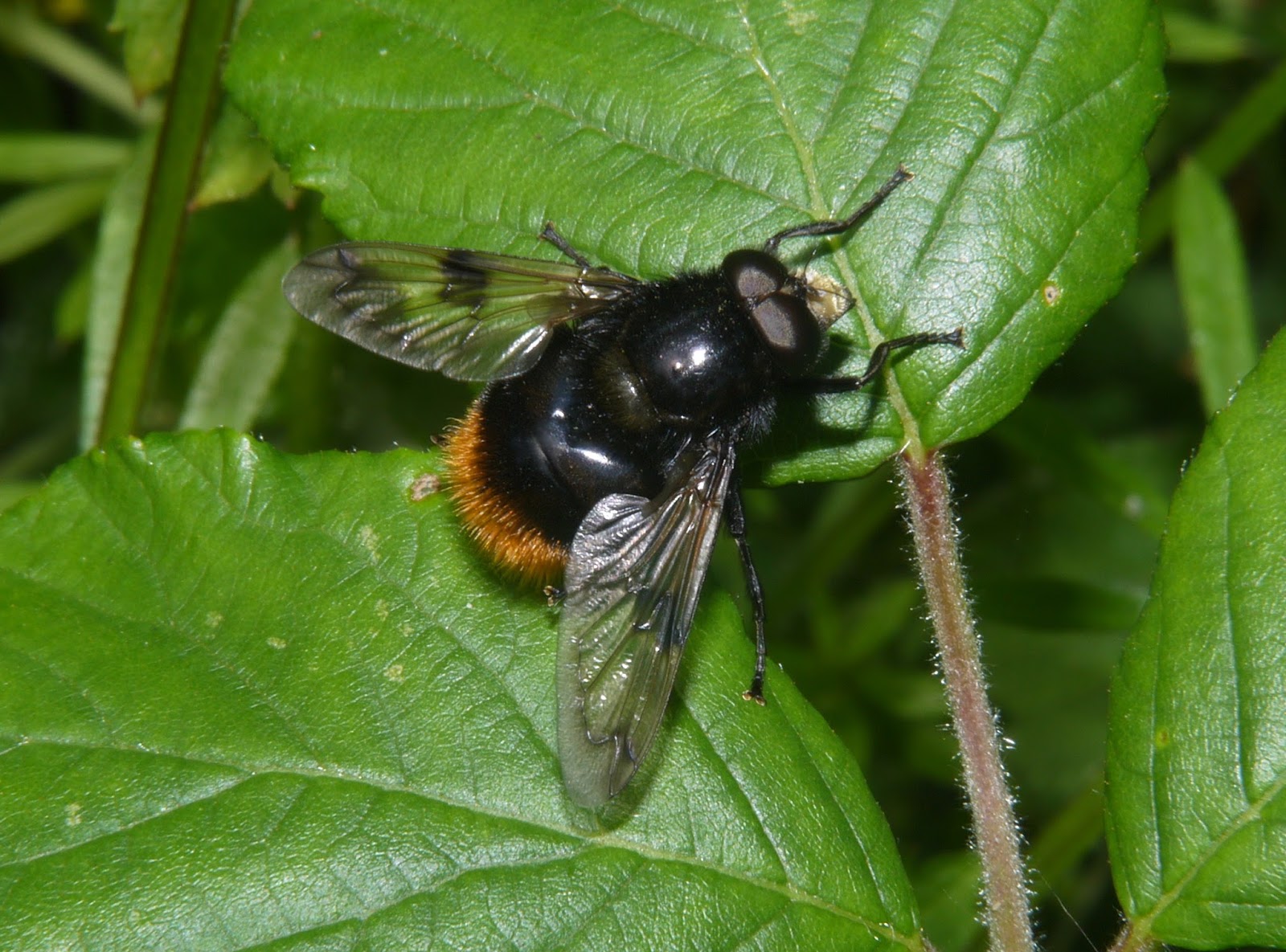 Northwest Norfolk Naturalists: A bumblebee mimic: the hoverfly