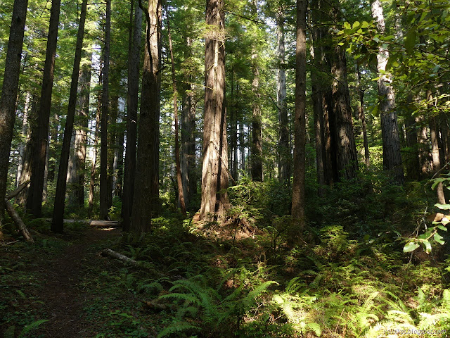 redwood trees