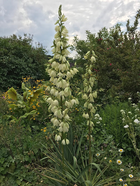 blühende Yucca (c) by Joachim Wenk blühende Yucca (c) by Joachim Wenk
