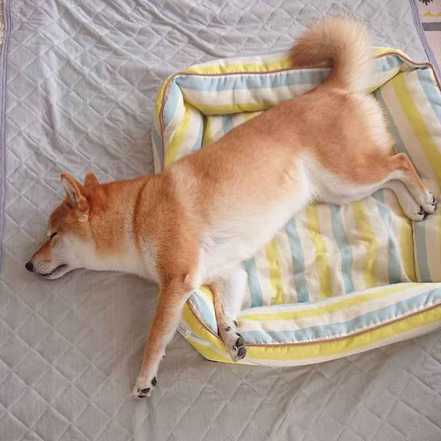 Why Do Dogs Bark In Their Sleep? Understanding Your Dog's Sleeping