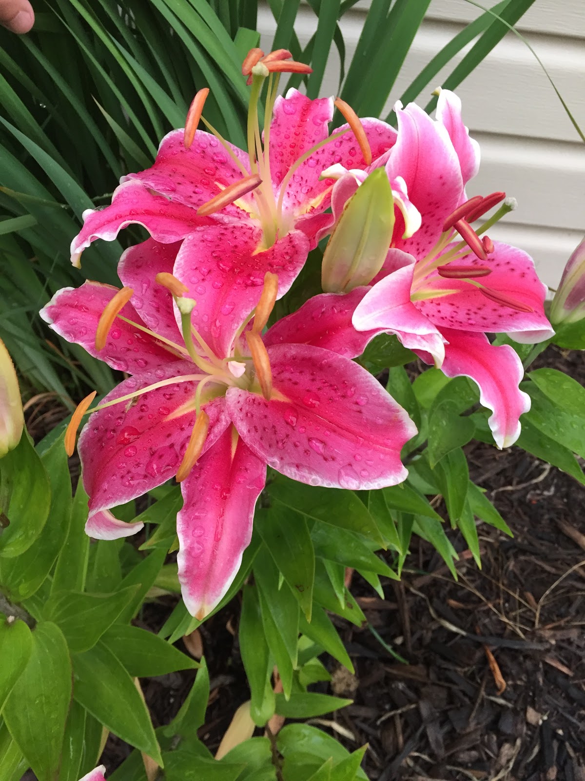 Recap Best Blooms Summer 2016 [Backyard Neophyte Landscaping Blog]