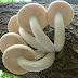 Buy Hypsizygus ulmarius-Elm Oyster Mushrooms