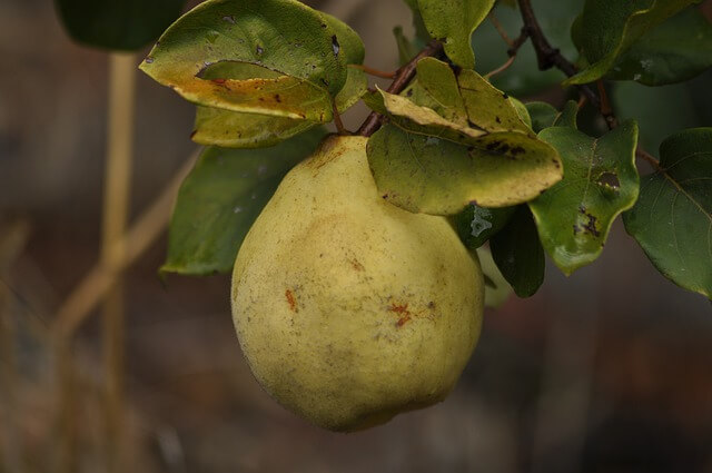What are the Benefits of the Quince tree?