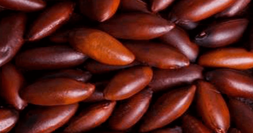 Blogs & Such by Chris McGowan The Baru Nut Brazil's New Superfood