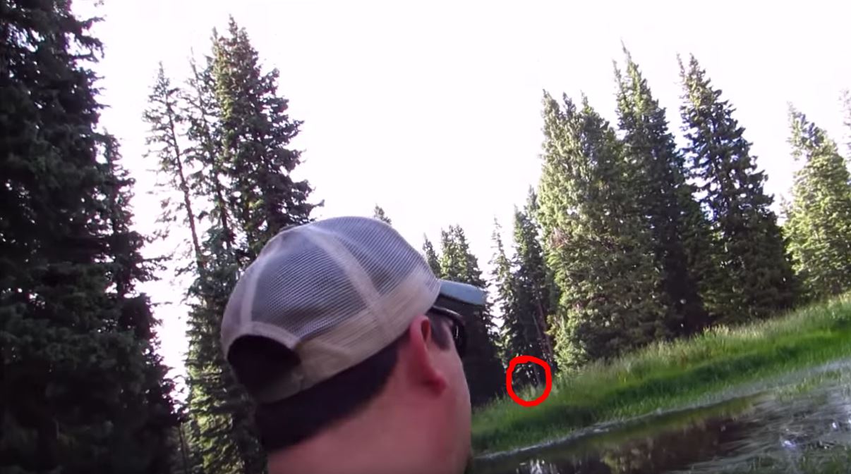 RMSO Shares New Game Camera Footage From Historic Deadwood