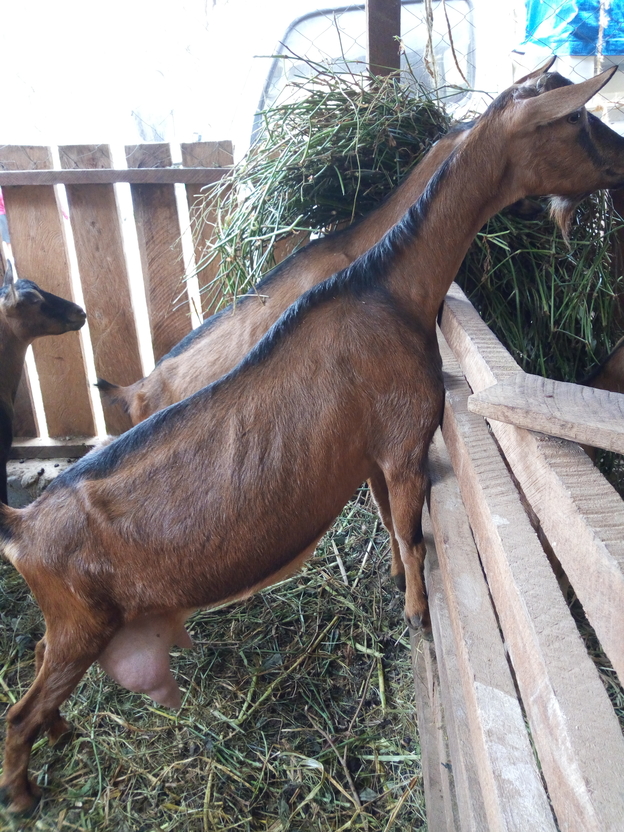Dairy goats are more profitable than dairy cow farming in Kenya