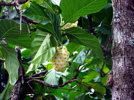 5 Manfaat Buah Mengkudu yang Diremehkan Karena Baunya Menyengat 5 Manfaat Buah Mengkudu yang Diremehkan Karena Baunya Menyengat