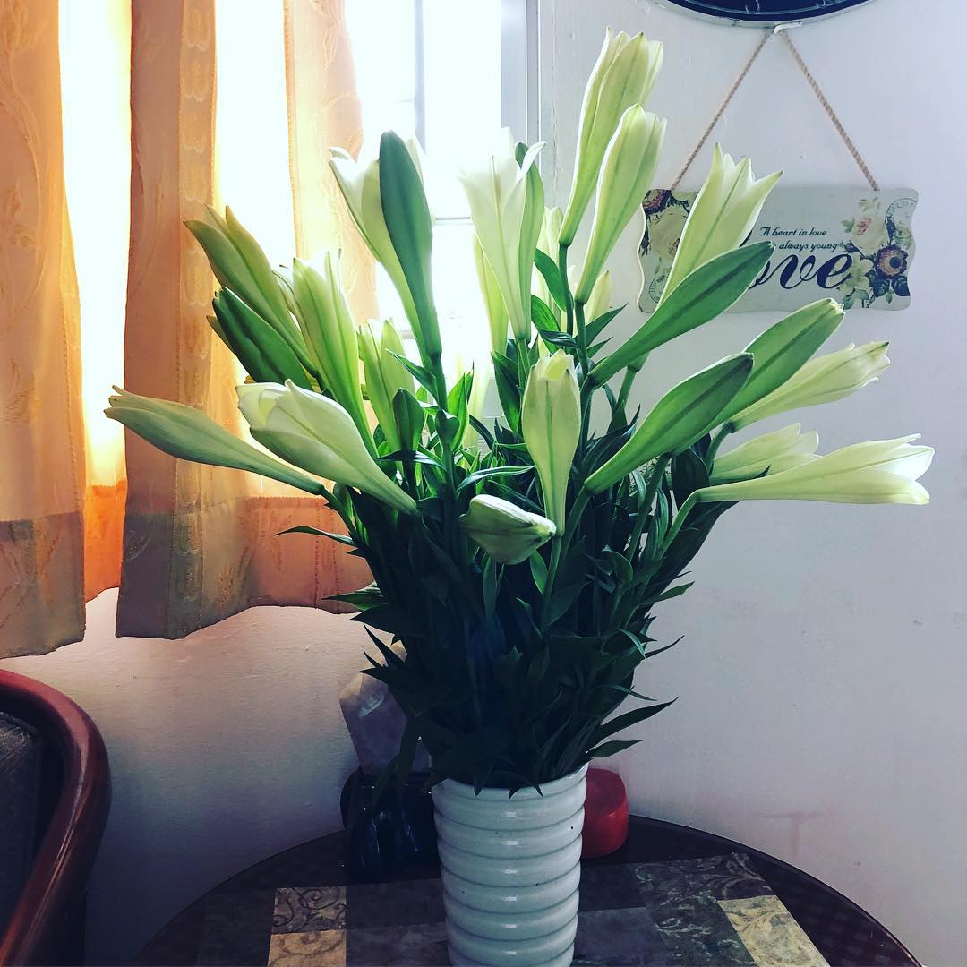 Ảnh Hoa Bách Hợp (Hoa Loa Kèn) Đẹp Thanh Khiết, Thân Ái & Ý Nghĩa