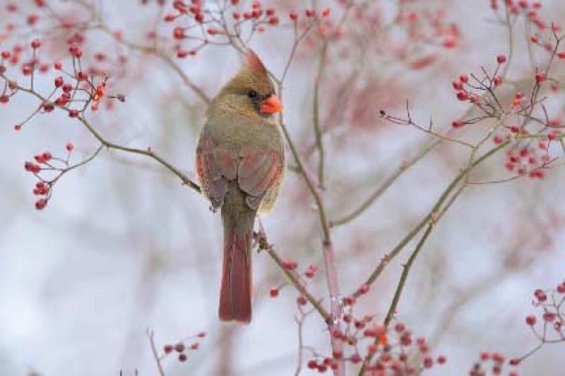 Wild Birds Unlimited: How long does bird seed stay fresh?