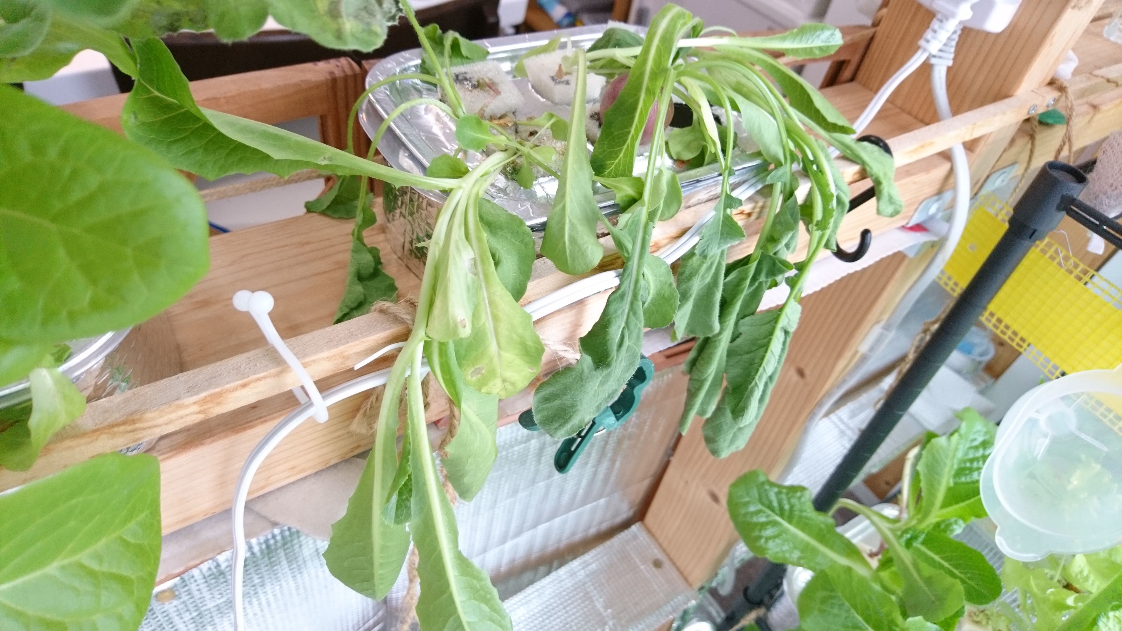 水耕栽培ラディッシュ第2弾を収穫♪(41日目)窓際菜園リビングで野菜を水耕栽培