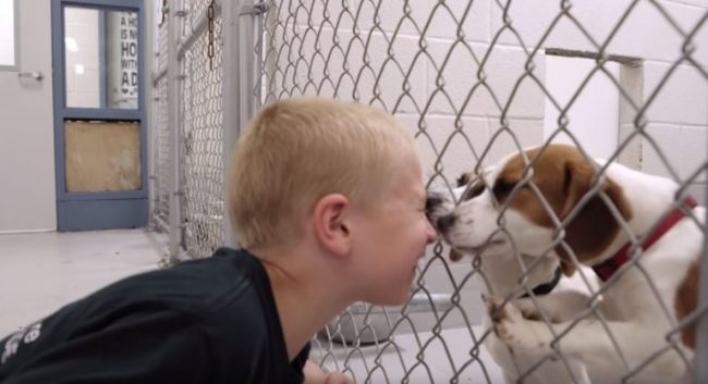 7-Year-Old ‘Kid Of The Year’ Saved Over 1,300 Dogs And 40 Cats