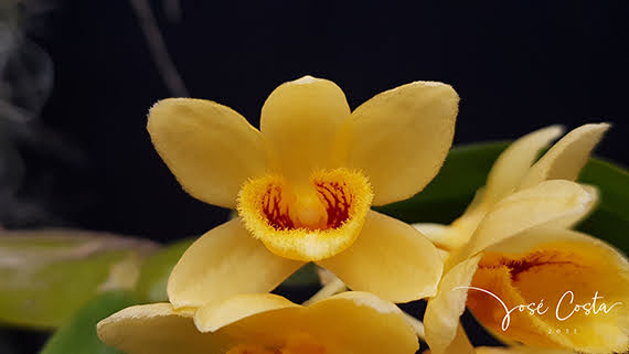 Dendrobium sulcatum Lindl.,