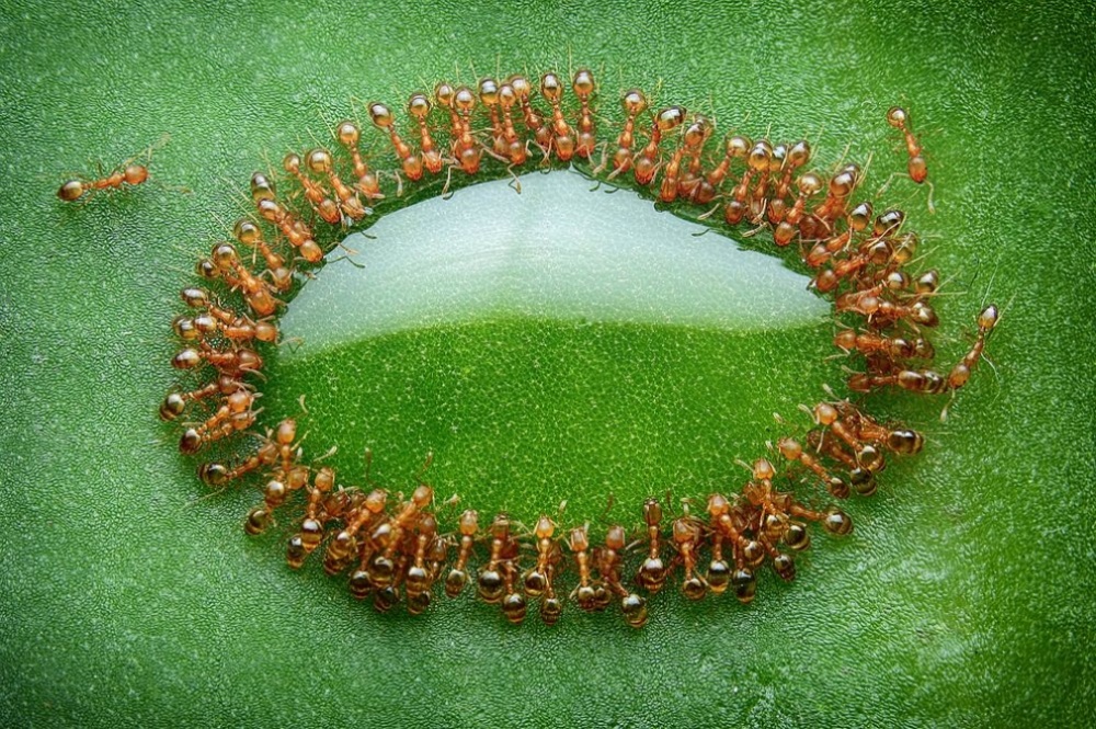 The 100 best photographs ever taken without photoshop - Tiny ants surrounded a drop of honey, Malaysia