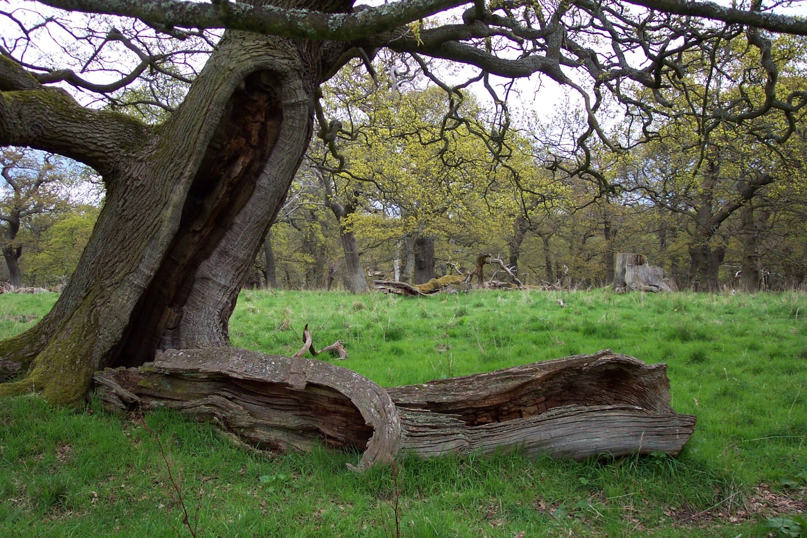 Crafty Green Poet Ancient Trees are Amazing! Let's Give Them the