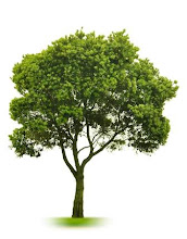 Devocional árvore