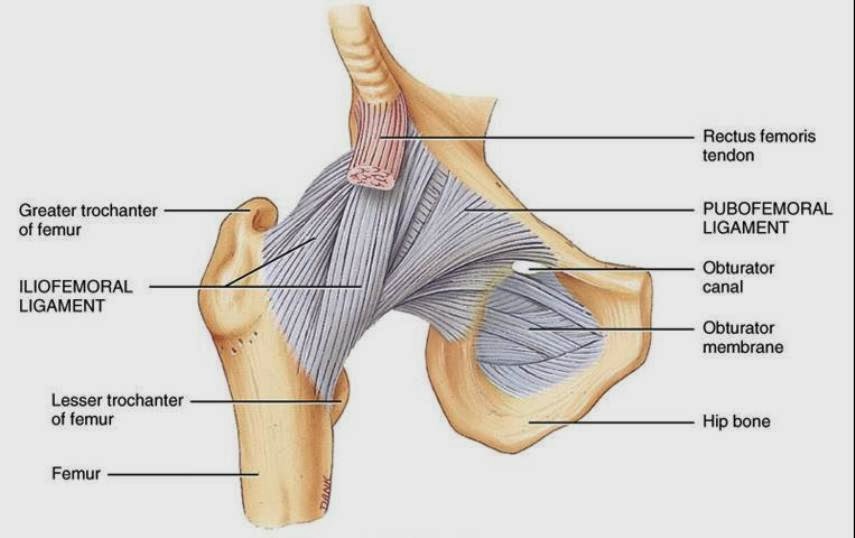 Hip Joint Muscles Diagram : amudu: Upper and Lower Limbs Muscles