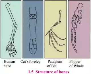 Textbook solutions for class 10 heredity and evolution Class 10 heredity and evolution textbooks solutions