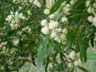 acacia in Australia