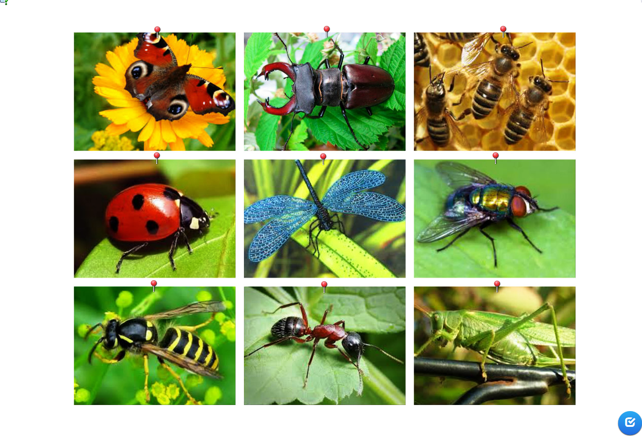 Насекомые и различные животные. Насекомые. Насекомые картинки. Насекомые фотоколлаж. Многообразие насекомых.