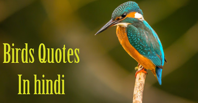 Birds Quotes In Hindi