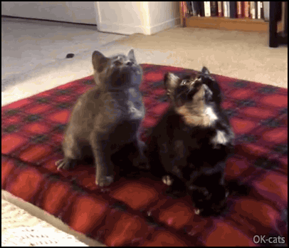 Cute Cat GIF • 2 cute playful Kittens bobbing their head in purrfect synchronicity, they are so funny haha Cute Cat GIF • 2 cute playful Kittens bobbing their head in purrfect synchronicity, they are so funny haha