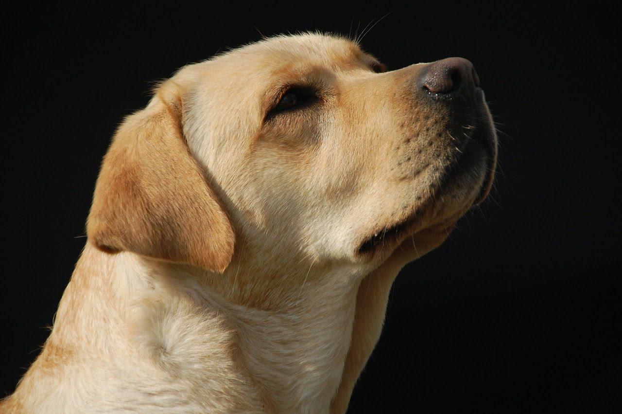 كلب لابرادور ريتريفر Labrador Retriever Egy Pets