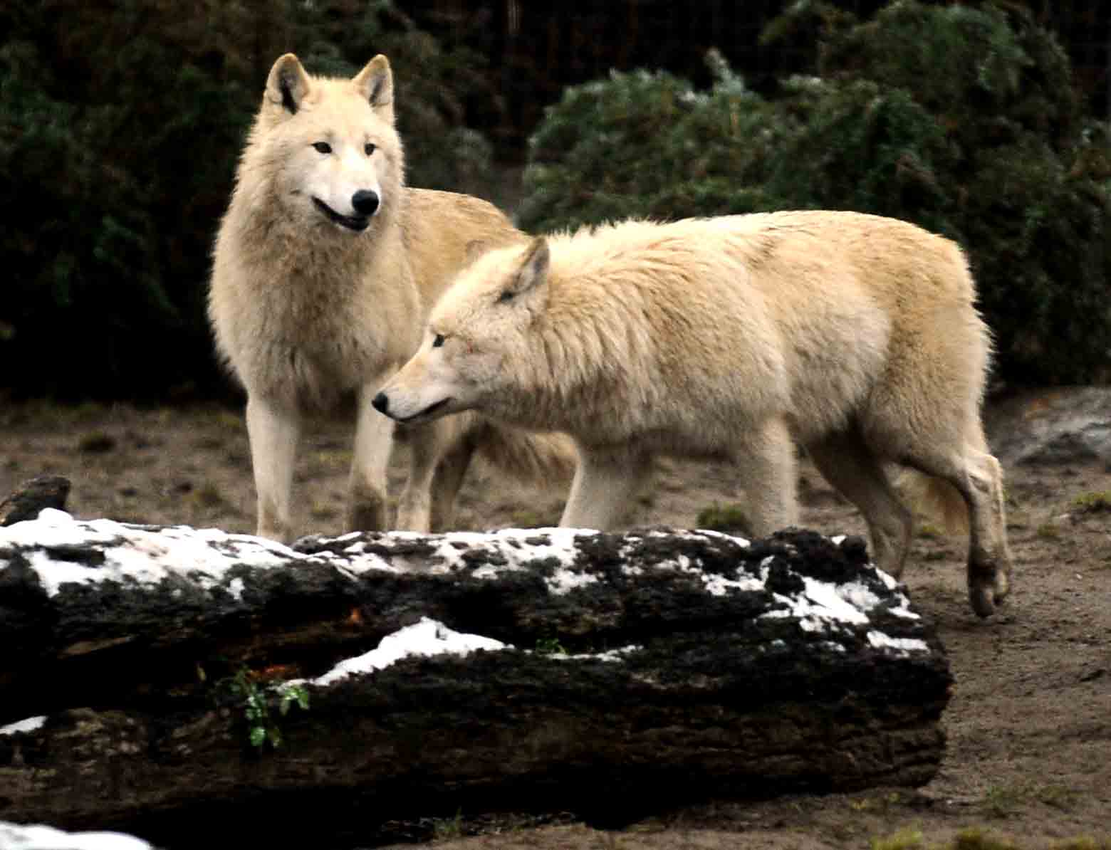 CRISTIAN NISTOR LUPI