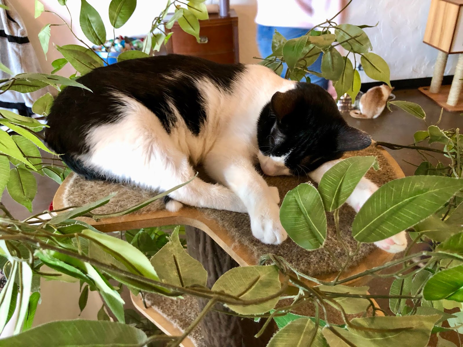 Eastside Cats Ferndale's Catfe' Lounge