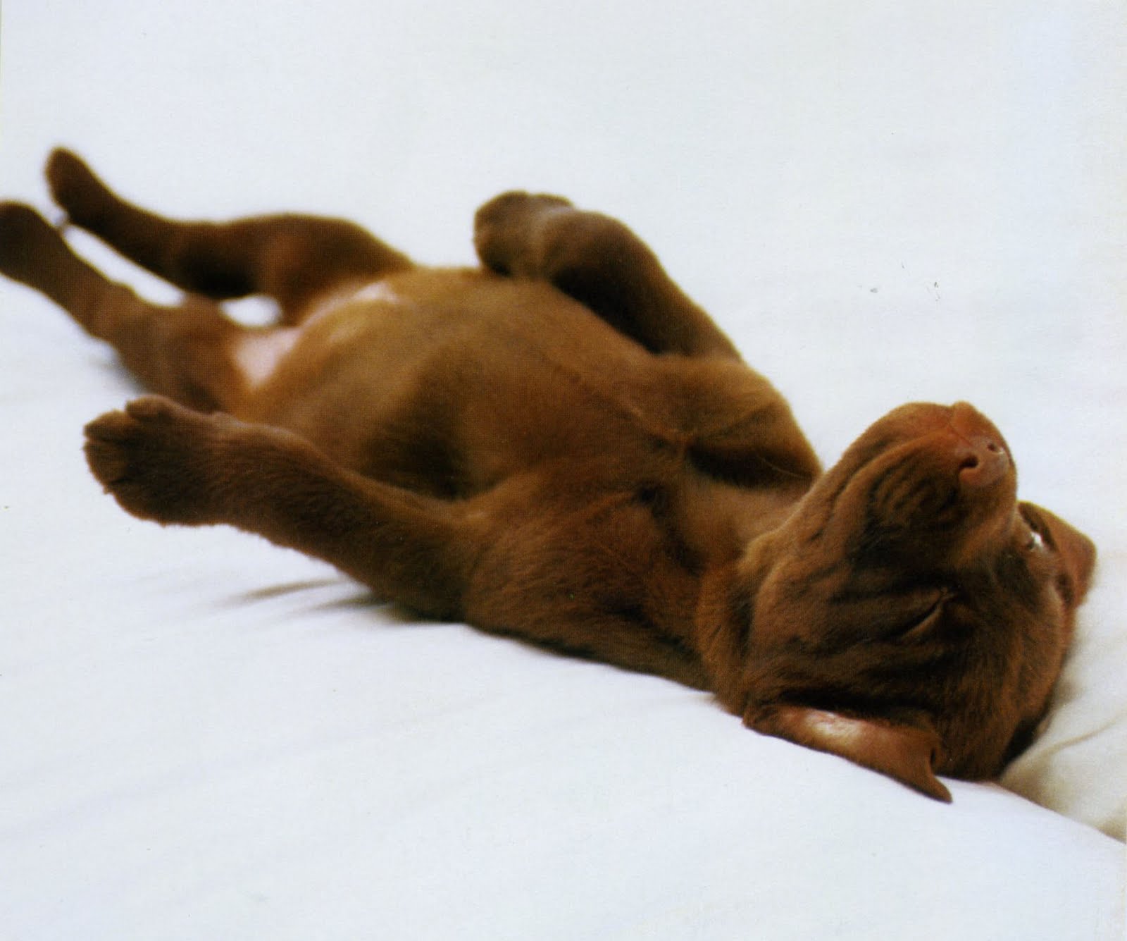 calvin klein like: Dogs