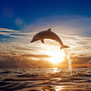 Wolf Pack Authors: Dolphin Shifters & Other Cool Dolphin Facts