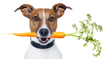 Can Dogs Eat Carrots? Are Carrot Safe For Dogs