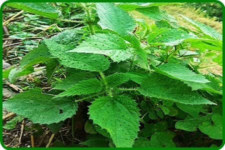 सिसूण का सूप बनाने की रेसिपी, Recipe of Nettle grass soup in hindi, Kumaoni Recipe,kumauni food,Sisaun ka soup