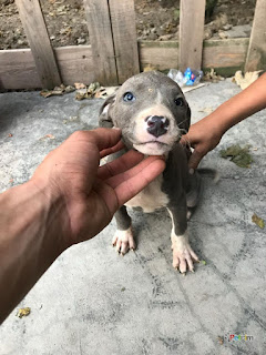 Yavru pitbull