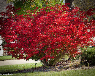 red fall leaves on the tree photo by mbgphoto