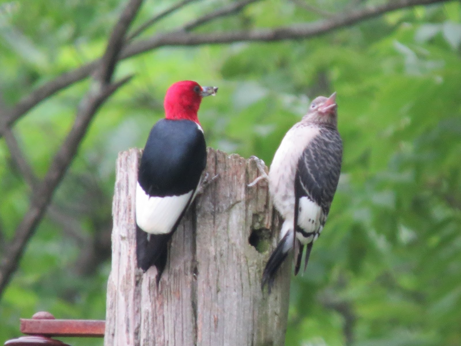 Blue Jay Barrens: Red-headed Woodpeckers