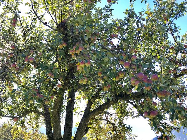 アルプスの少女ハイジの家をたずねる道すがらに見たスイスアップルの木