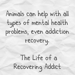 Quote Animals and Addiction 