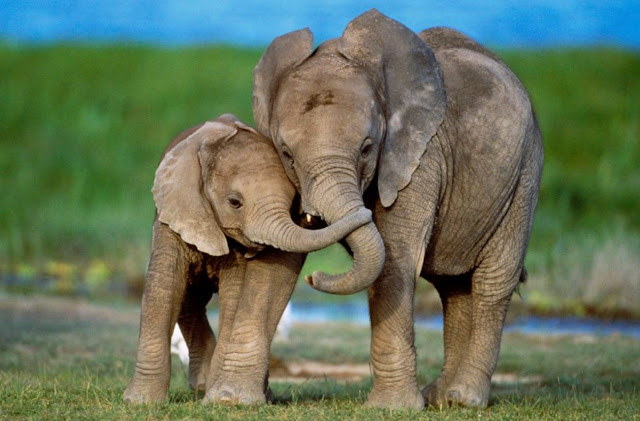У слонов чужих детей не бывает