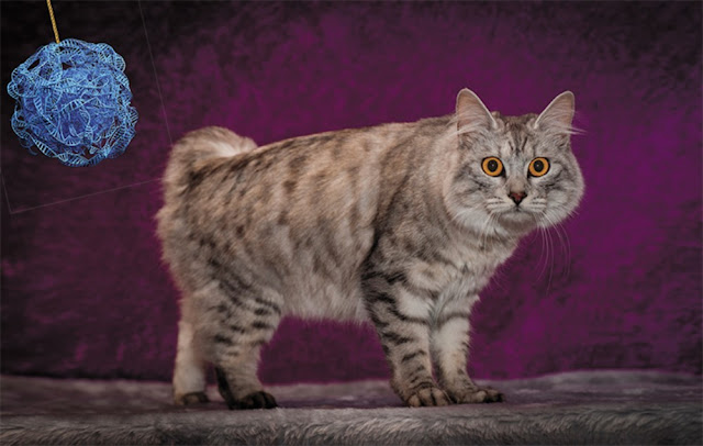 Все бесхвостые кошки острова Мэн – гетерозиготы по гену Brachyury, так как гомозиготы по этому мутантному гену погибают. © Michelle Weigold