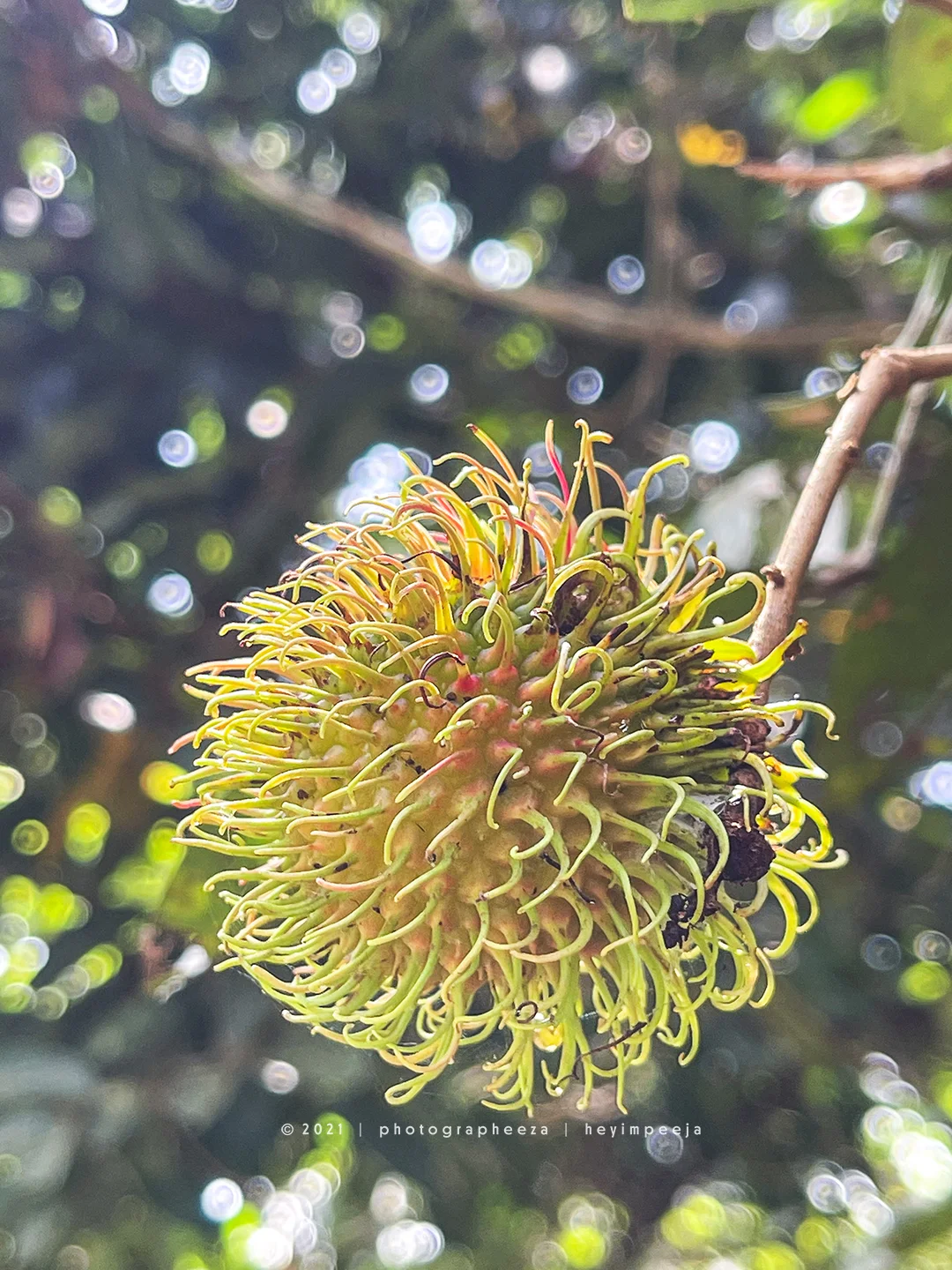 buah rambutan gula batu muda