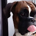 16 Reasons Boxer Dogs Are The Worst Dog Breed Ever