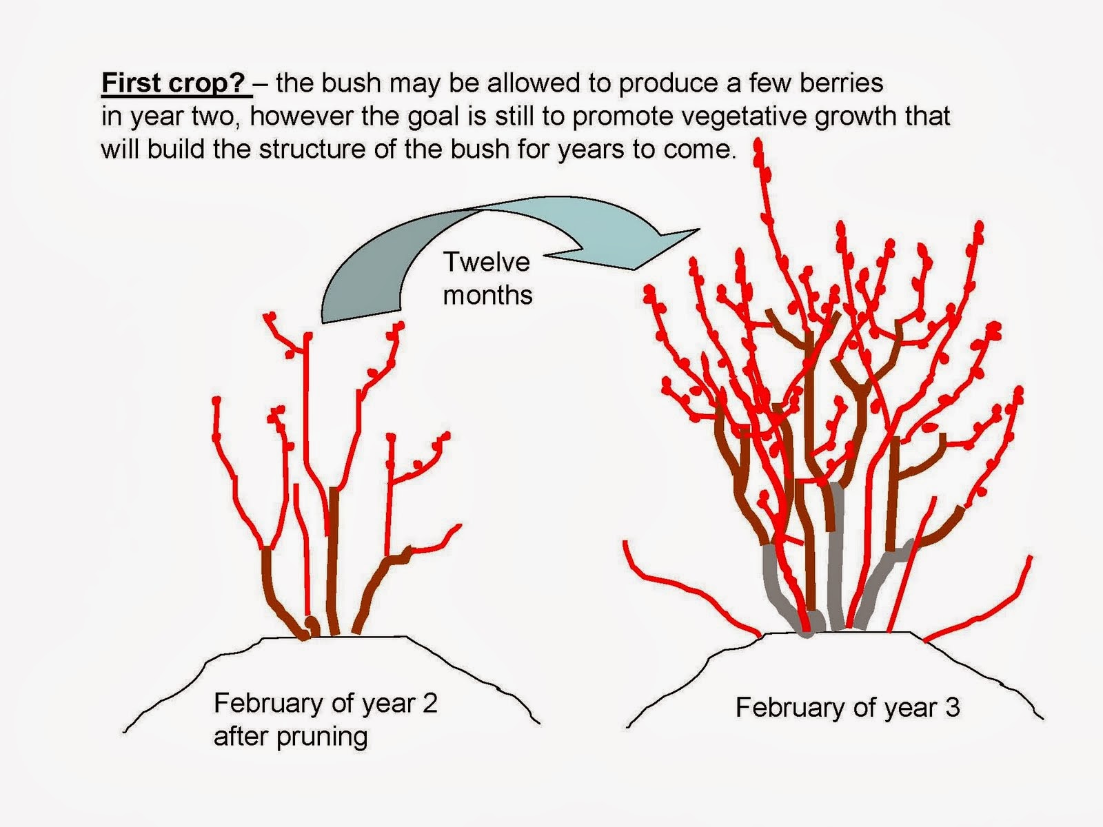 What tree is dropping things in spring