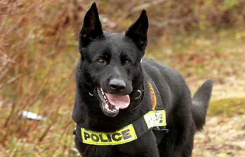 T.O.T. Private consulting services: Cops bust Ohio man for barking at ...