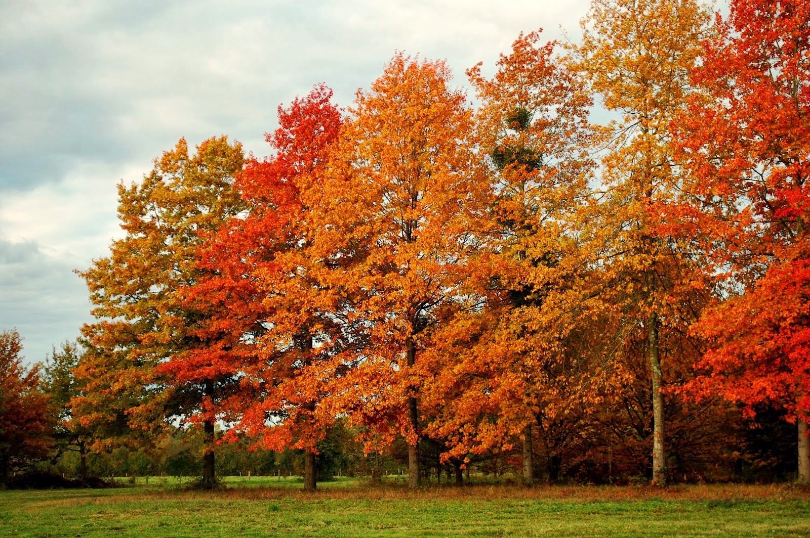 Красно черешчатый дуб. Дуб болотный Quercus palustris. Дуб красный Quercus rubra. Дуб красный болотный. Дуб болотный Грин Пилар.