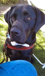 Leif, a male black labradore retriever in harness of a guide dog, and is also wearing a white bow tie.